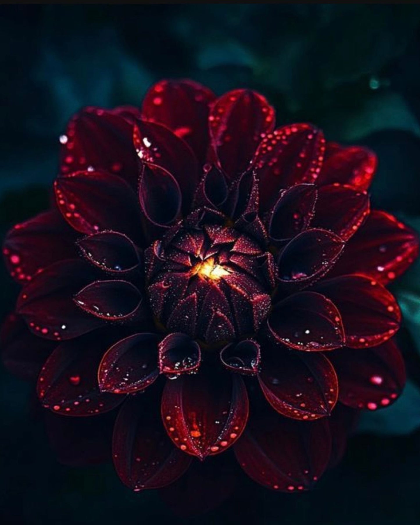 Midnight Bloom Hand Poured Soy Candle
